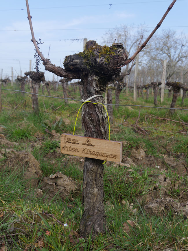 Виноградник на урожай